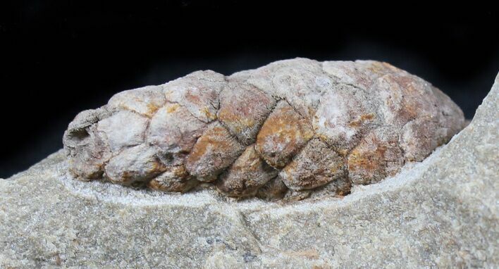 D, Oligocene Aged Fossil Pine Cone - Germany #31376
